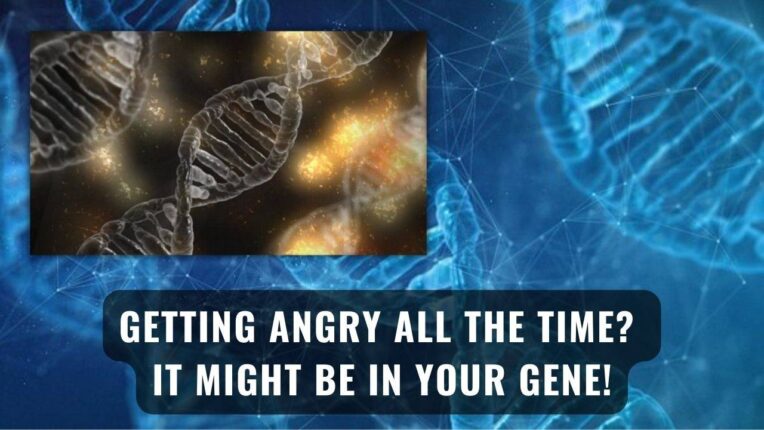 The HTR2B gene might be making you angry - Nerdyinfo