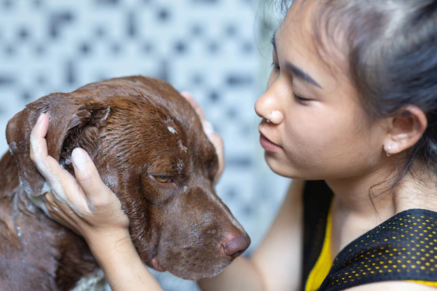 Seborrheic Dermatitis in Dogs