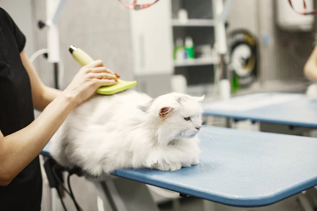 Seborrheic Dermatitis in cats