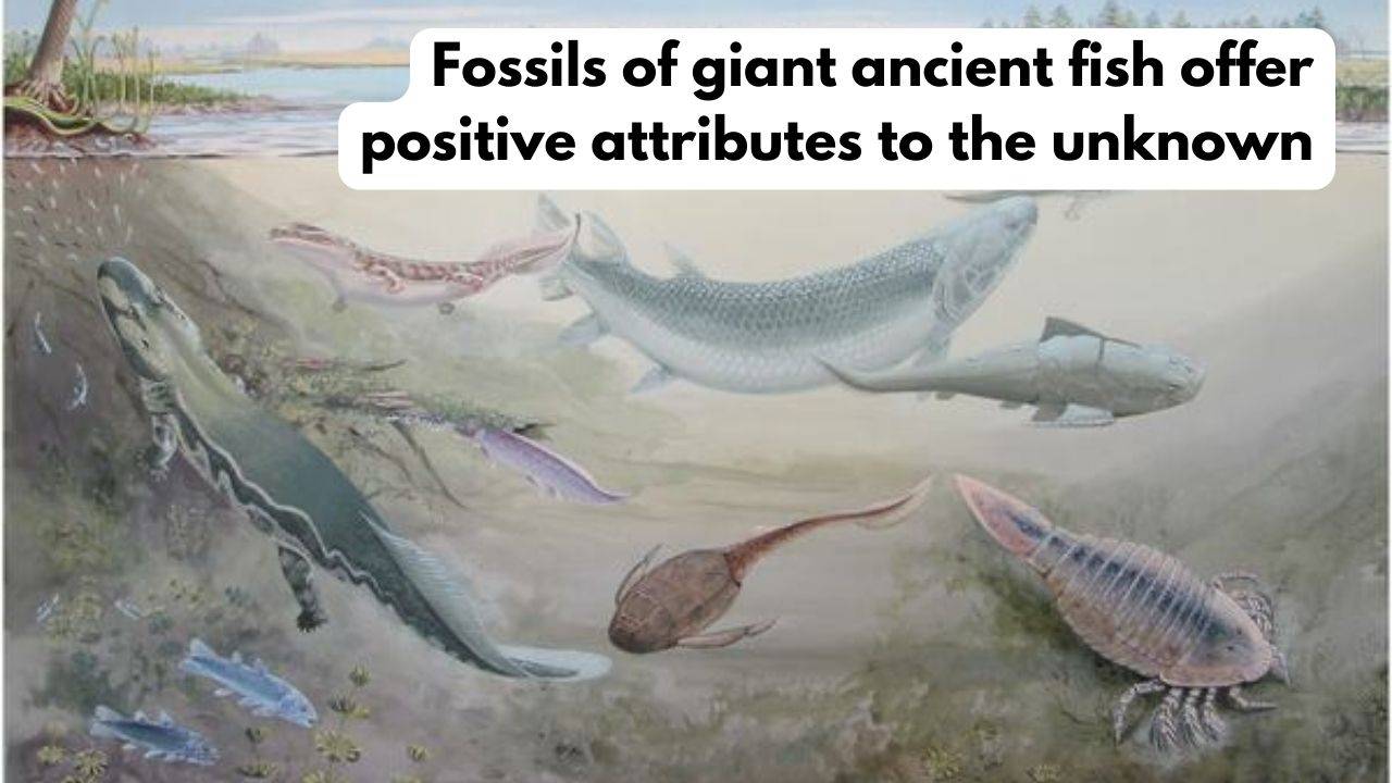 Fossils Of Giant Ancient Fish Offer Positive Attributes To The Unknown 