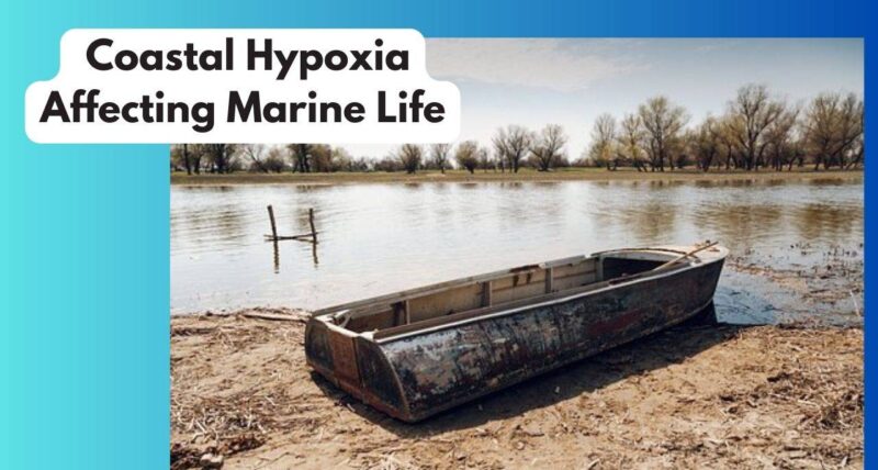Coastal Hypoxia Affecting Marine Life