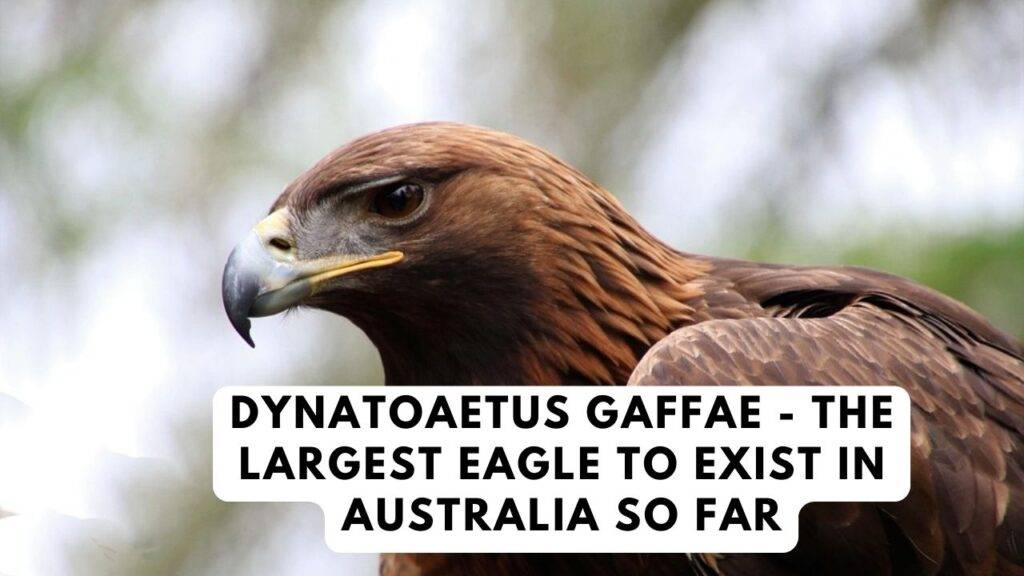 dynatoaetus-gaffae-the-largest-eagle-to-exist-in-australia-so-far