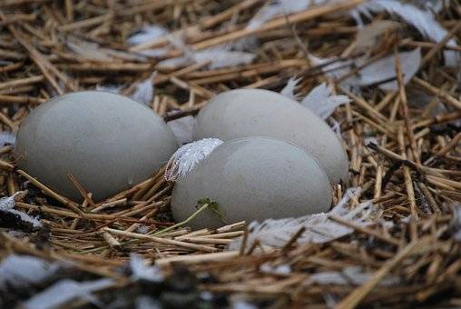 Global climate change effecting the breeding habits of birds