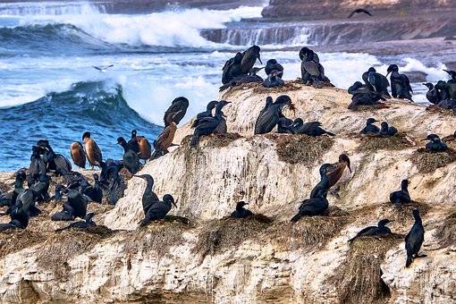 breeding habits of birds