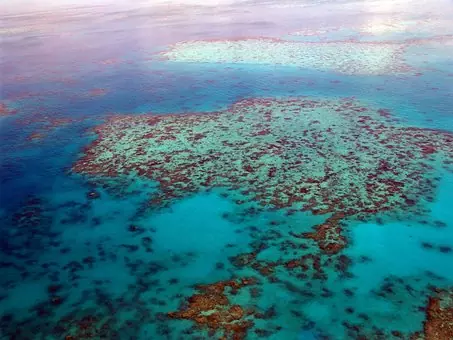 How does a fish detect hypoxia?