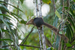 the worlds smallest mammal