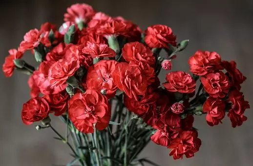 red carnations
