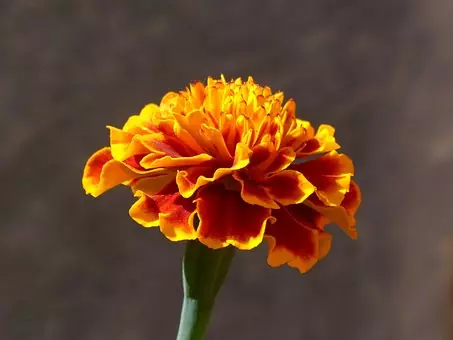 Yellow Carnations