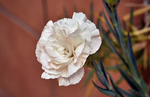 Carnation Flowers