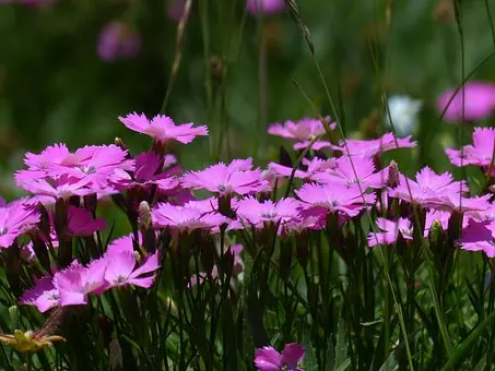 carnation flowers