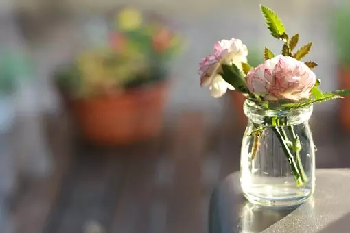 health benefits of Carnation flowers