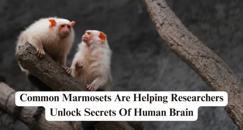 Common Marmosets
