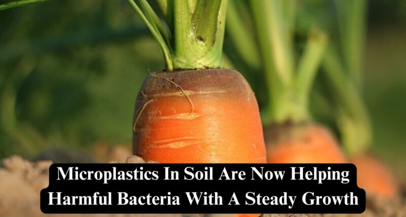 microplastics in soil