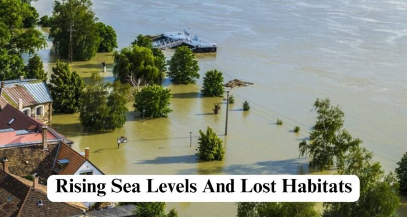 rising sea levels