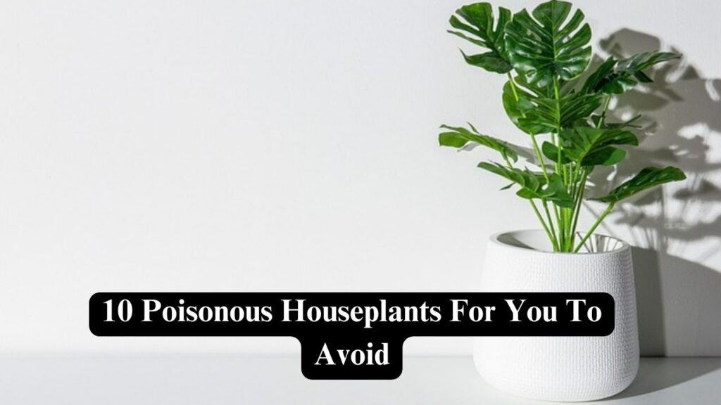 10 Poisonous Houseplants For You To Avoid With Pictures 1024x576 