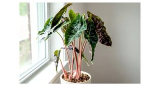 top houseplants