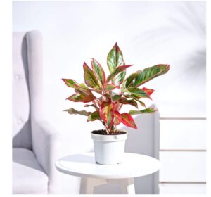 top houseplants