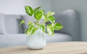 top houseplants