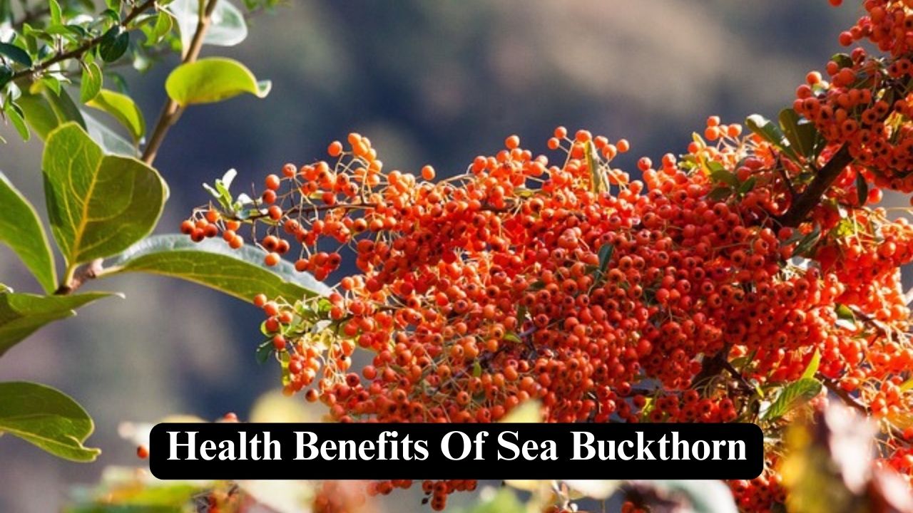 Health Benefits Of Sea Buckthorn - Nerdyinfo