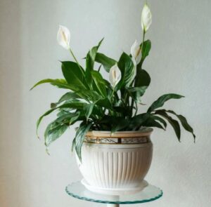 top houseplants