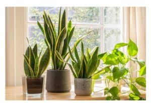 top houseplants