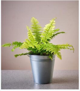 top houseplants