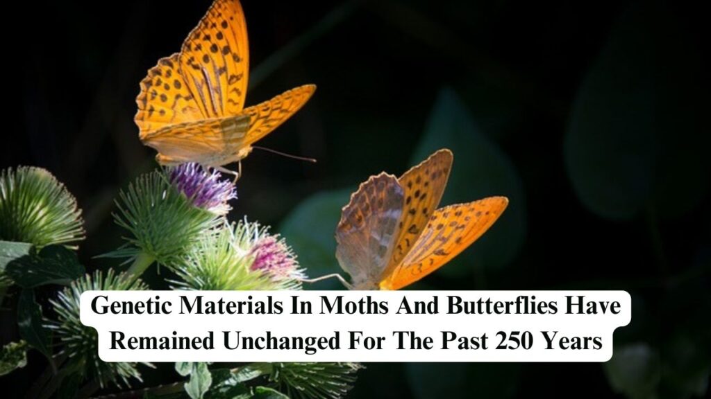 moths and butterflies