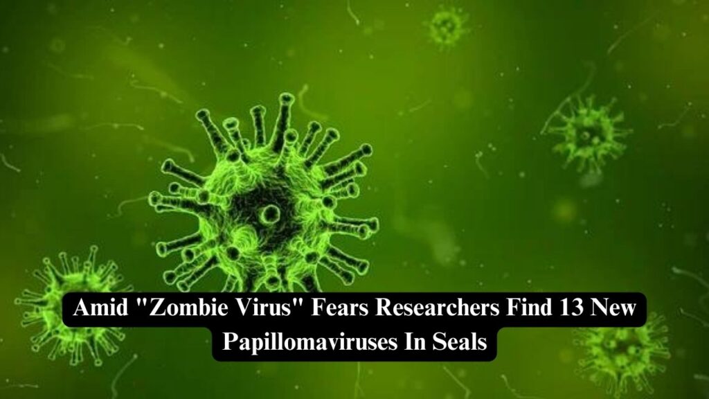 papillomaviruses in seals
