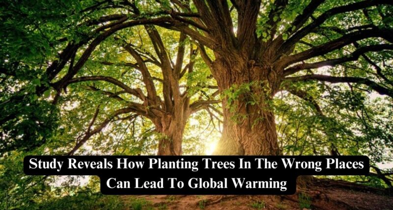 Plant trees