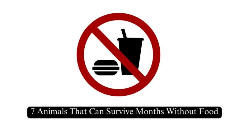 Animals That Can Survive Months Without Food