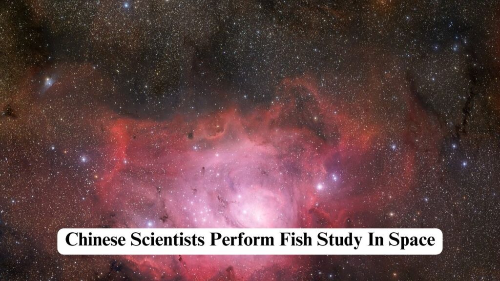 Zebra Fish Study In Space