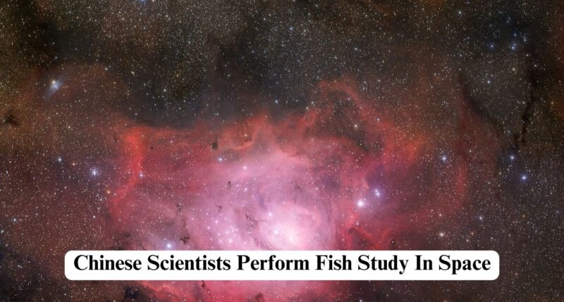 Zebra Fish Study In Space