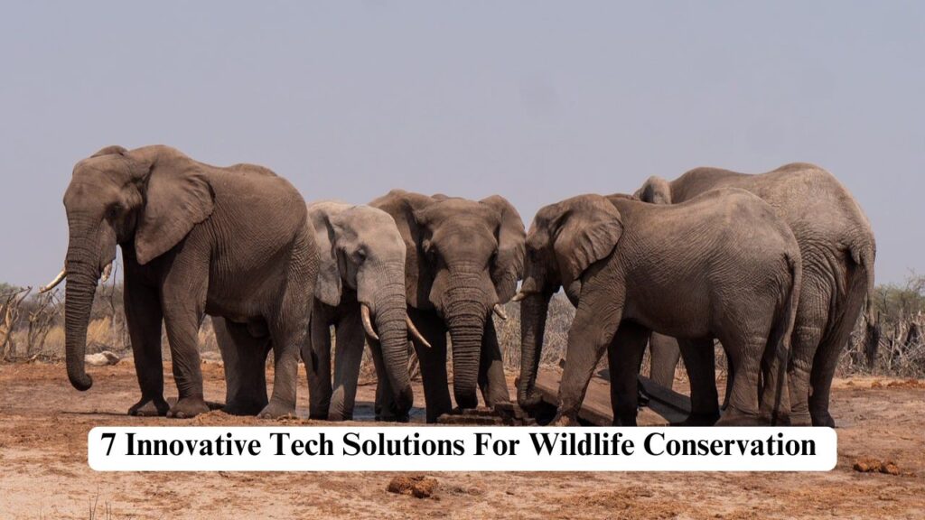 tech solutions for wildlife conservation